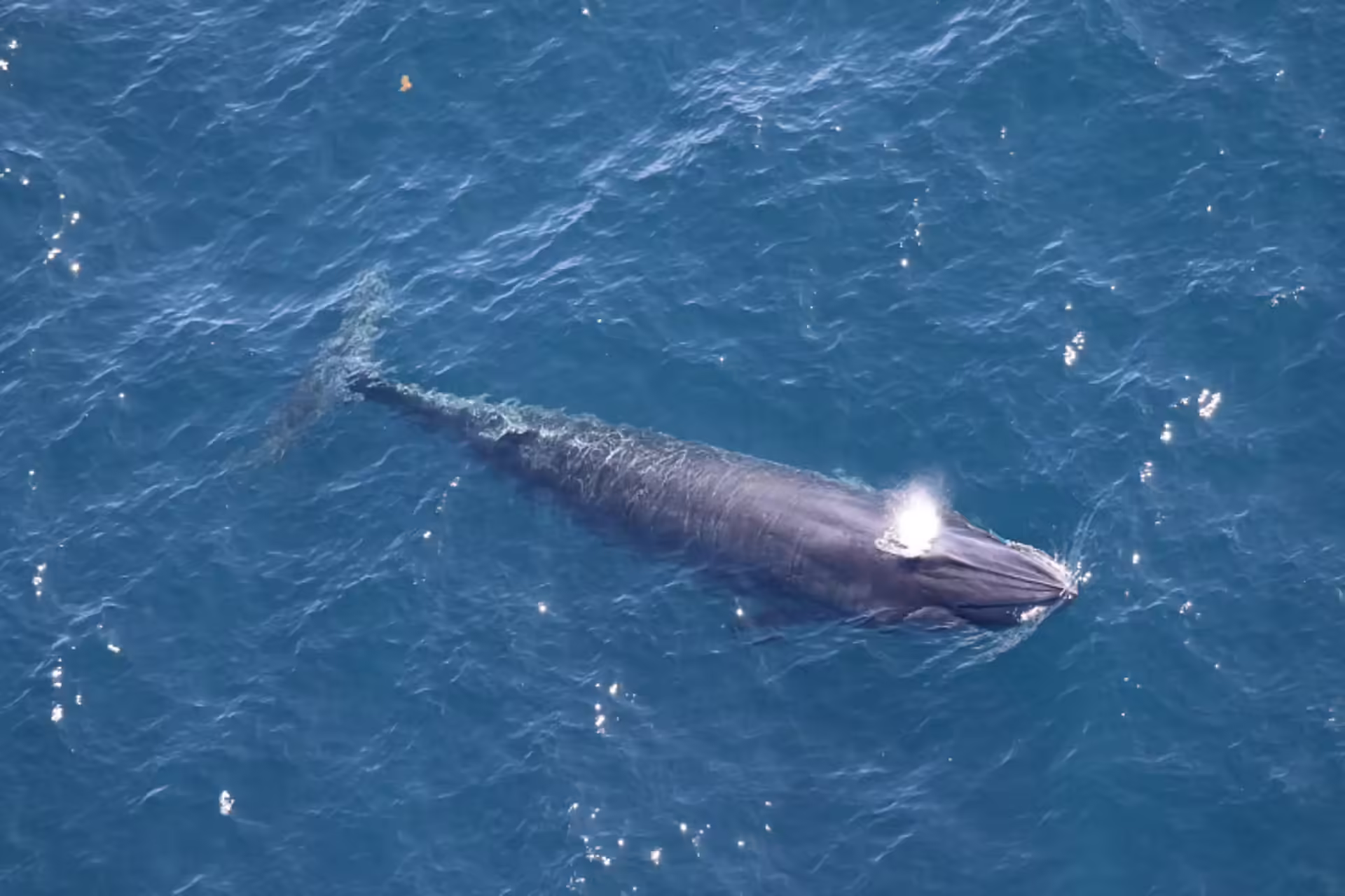 Things to know about Rice's whale, a rare species at risk from Trump plans for more Gulf drilling