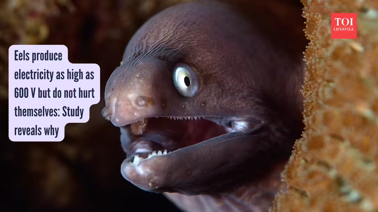 Eels produce electricity as high as 600 V but do not hurt themselves Study reveals why