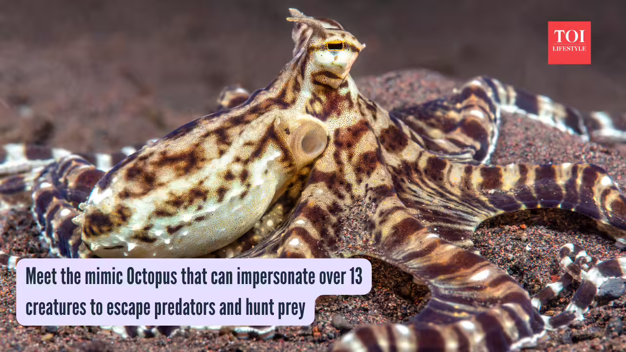 Meet the mimic Octopus that can impersonate over 13 creatures to escape predators and hunt prey