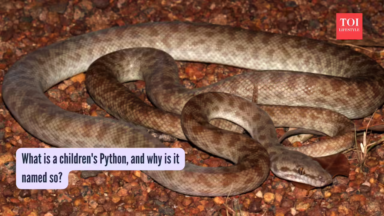 What is a children's Python, and why is it named so
