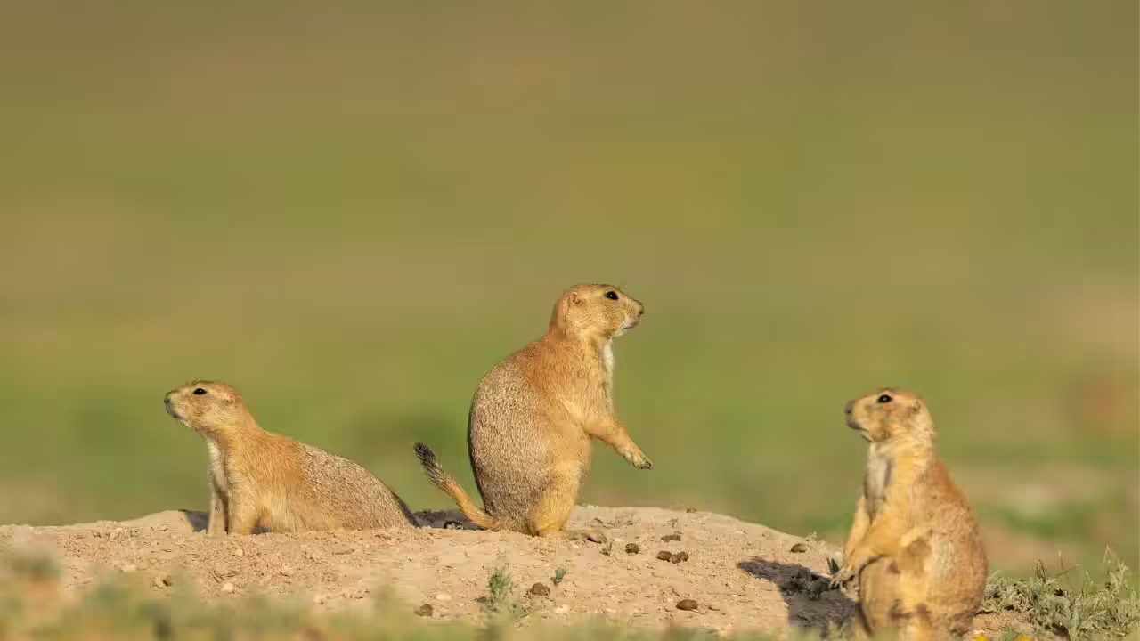 Prairie Dog