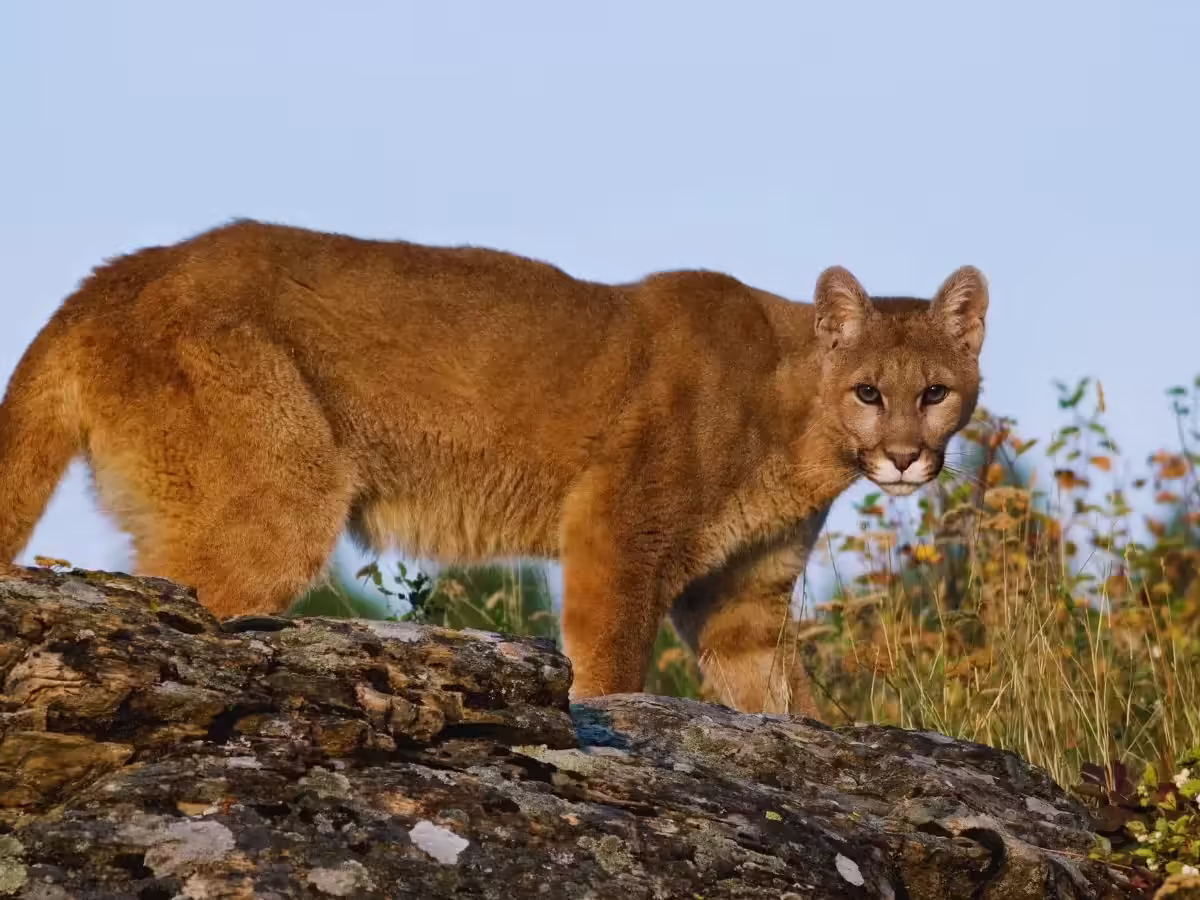 Mountain Lion