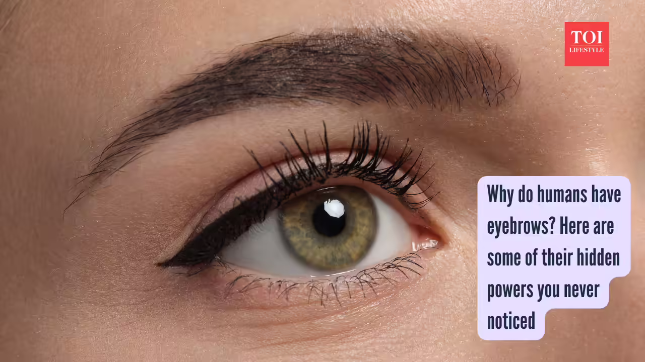 Why do humans have eyebrows Here are some of their hidden powers you never noticed