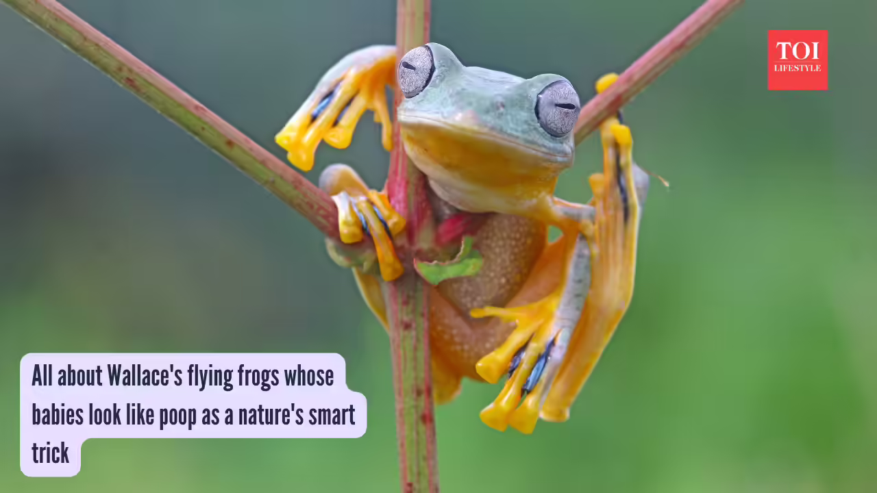 All about Wallace's flying frogs whose babies look like poop as a nature's smart trick