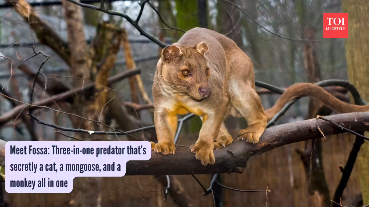 Meet Fossa Three-in-one predator that’s secretly a cat, a mongoose, and a monkey all in one