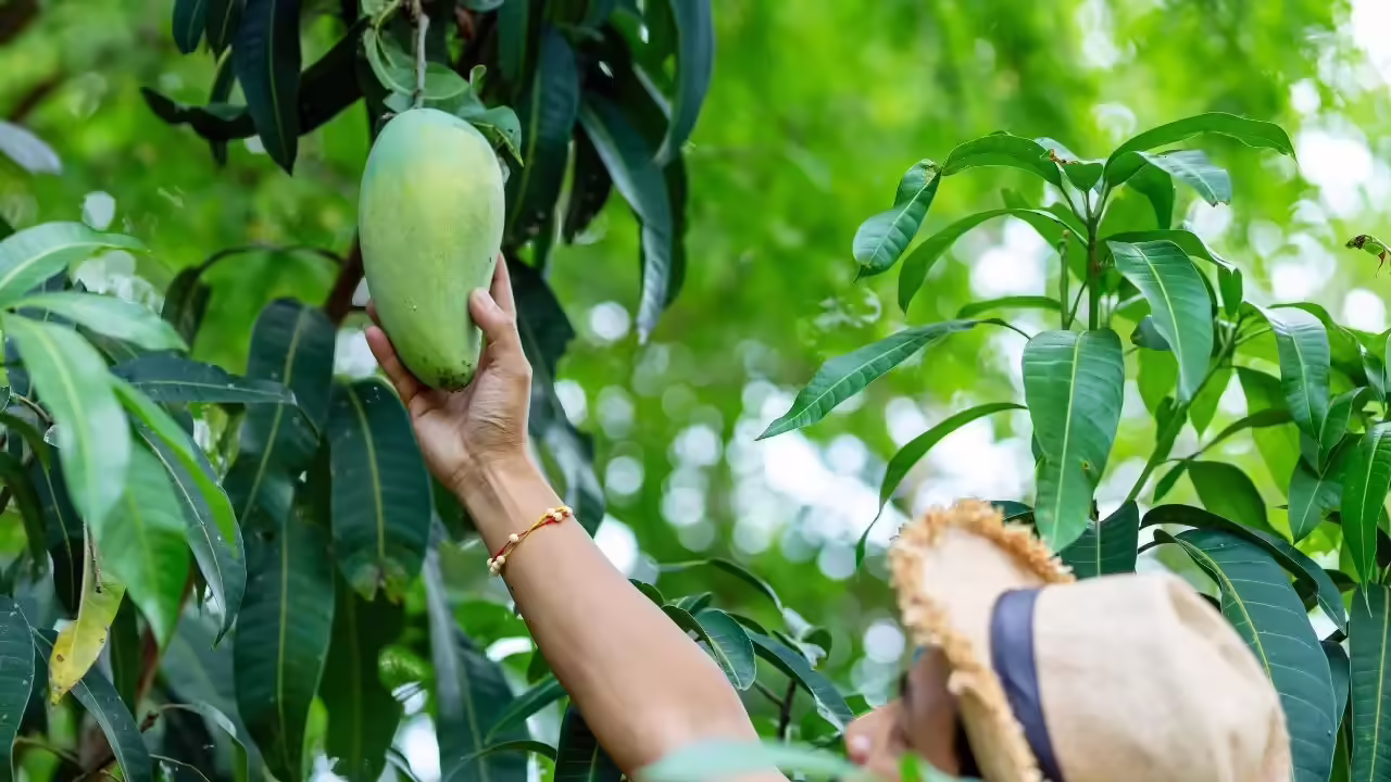 Plucking mango
