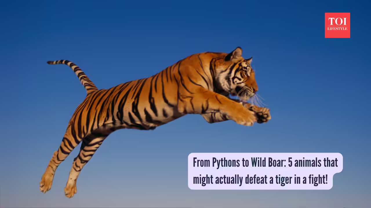 From Pythons to Wild Boar 5 animals that might actually defeat a tiger in a fight!
