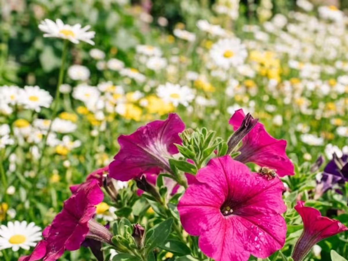 petunias and small white daisies