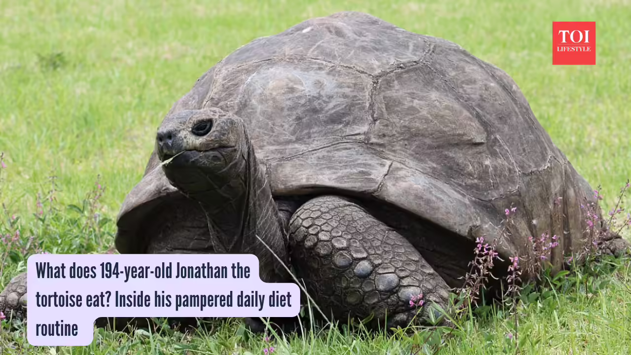 What does 194-year-old Jonathan the tortoise eat  Inside his pampered daily diet routine
