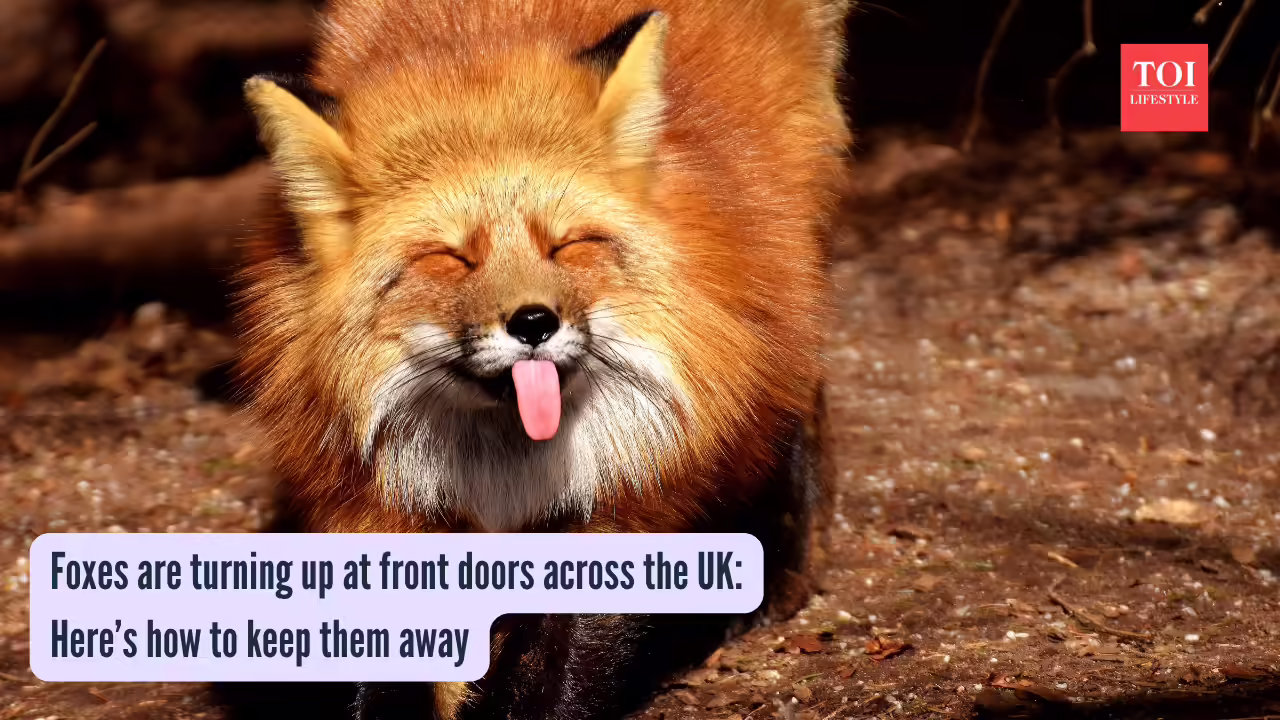 Foxes are turning up at front doors across the UK: Here’s how to keep them away