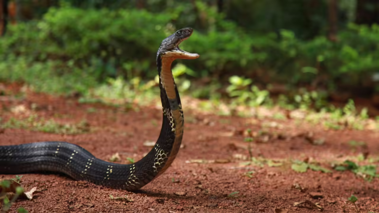 King Cobra Capitals: 10 countries where the world’s deadliest snake thrives