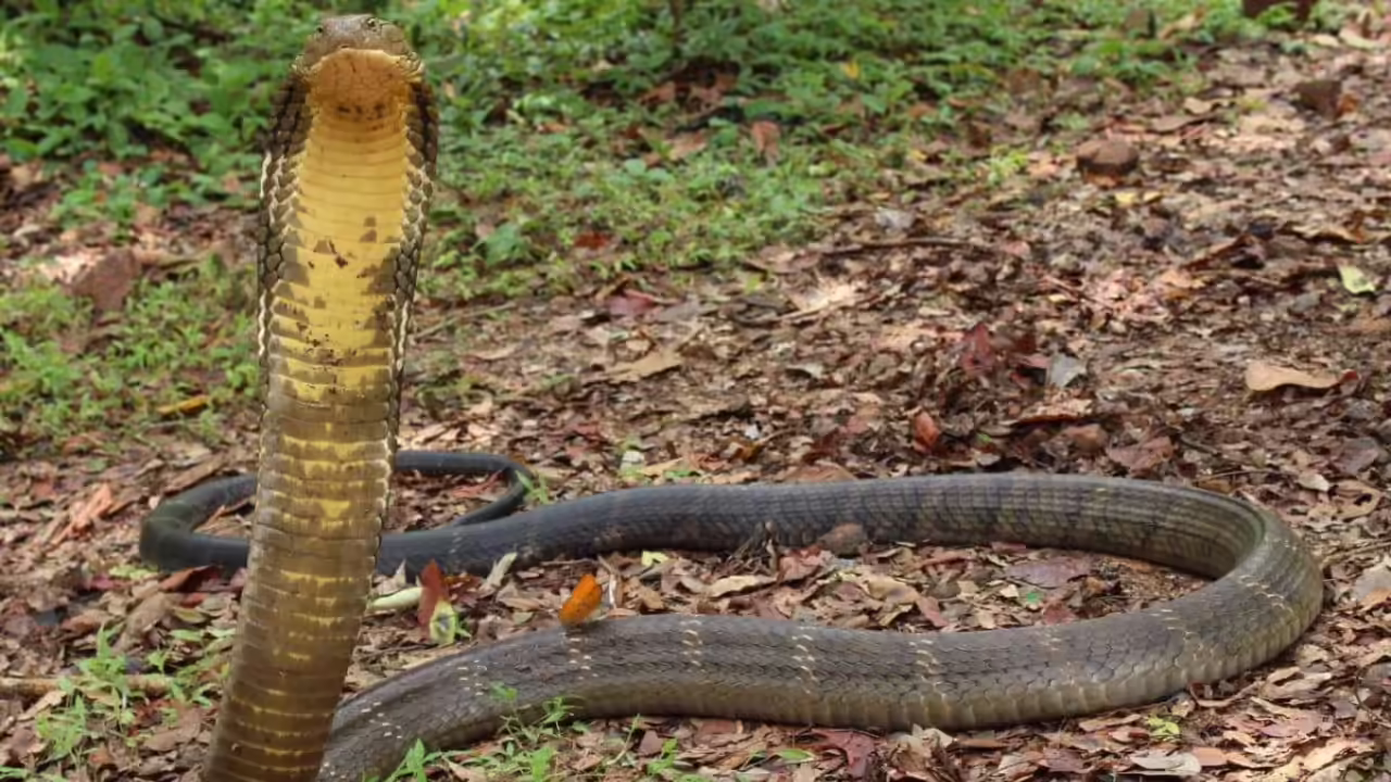 King Cobra Capitals: 10 countries where the world’s deadliest snake thrives