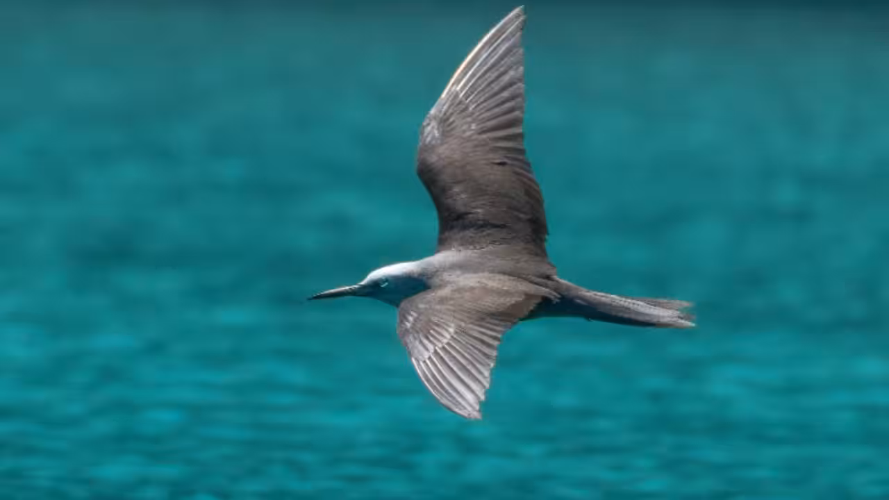 A Palau seabird