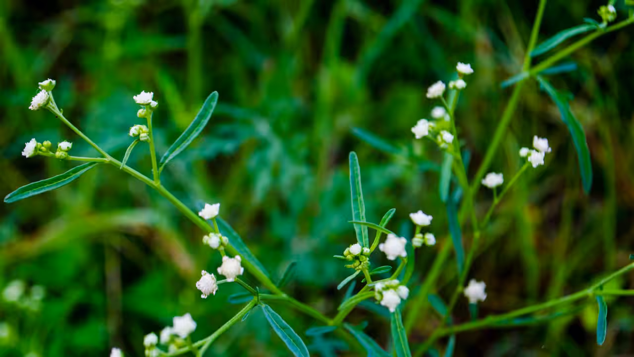 Parthenium