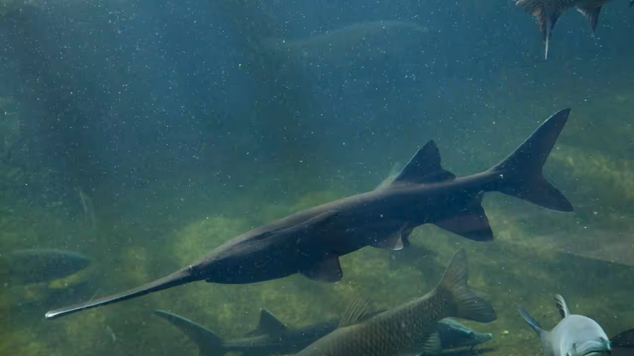 Paddlefish