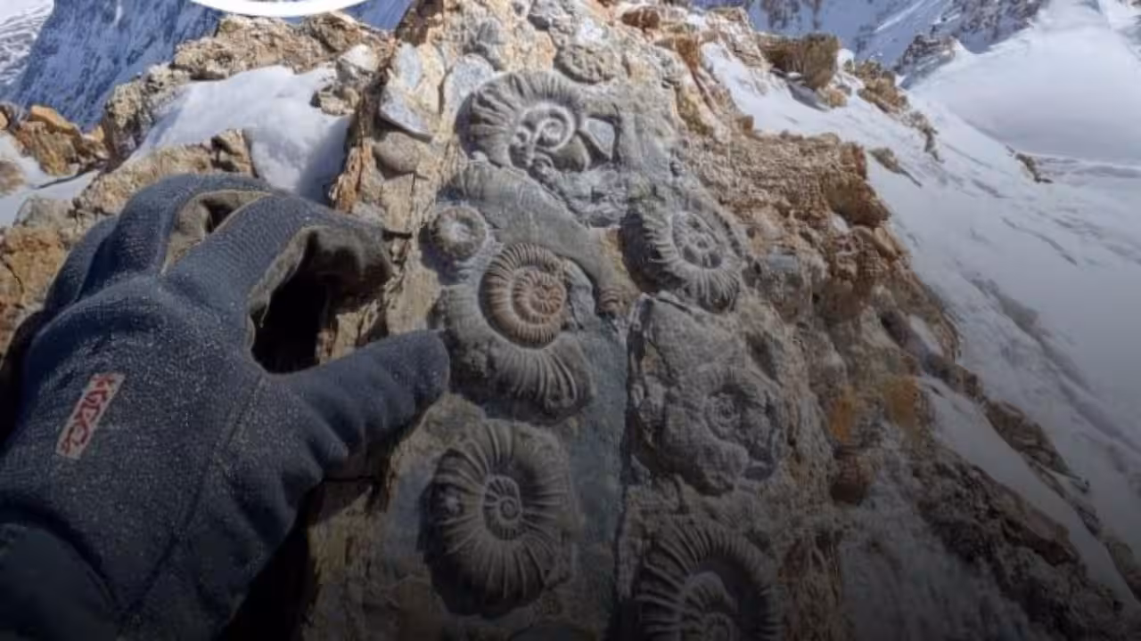 Fossils at Everest