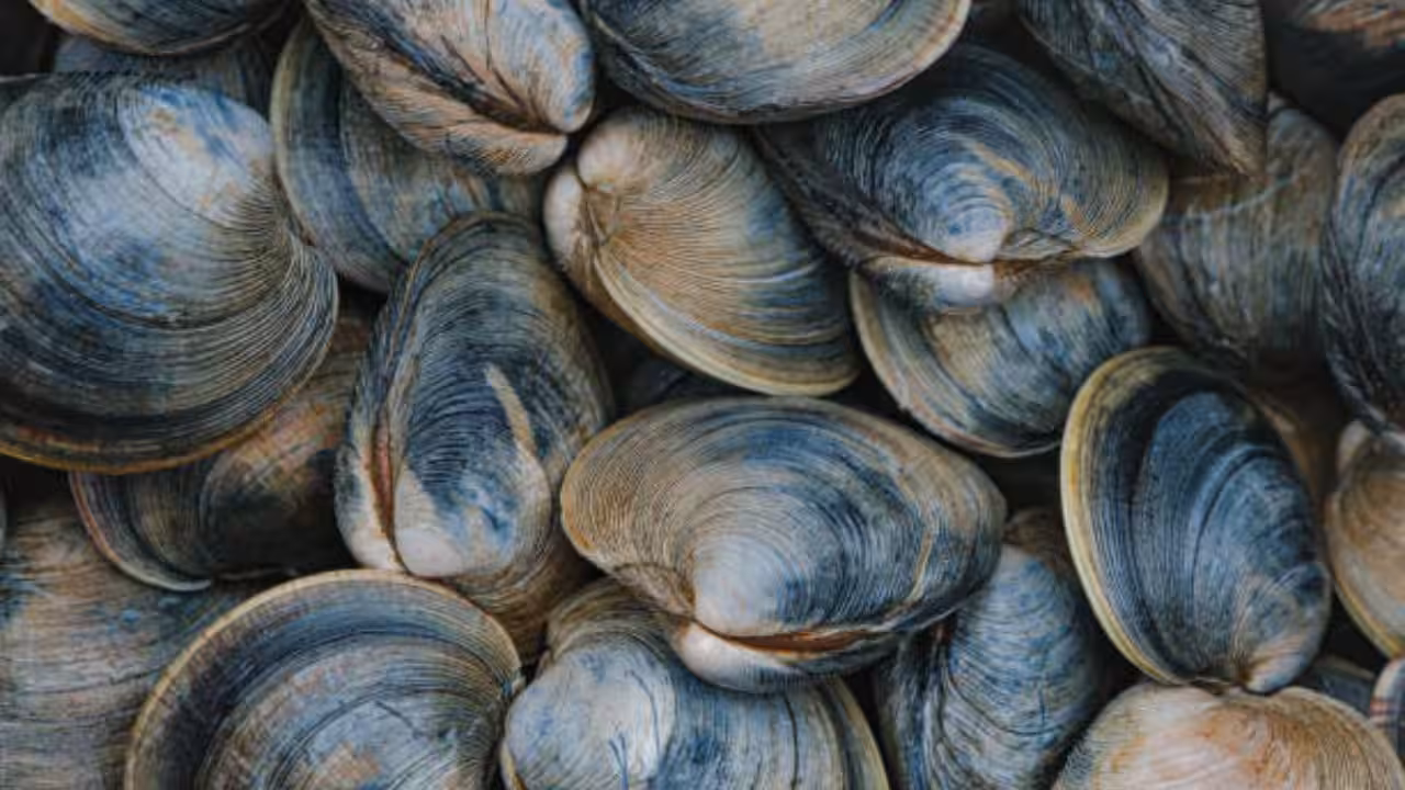 Super clams and a missing species<br><br>